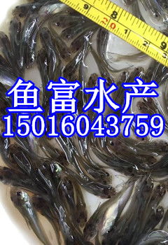 攀枝花白鯧魚(yú)苗多少錢(qián)一尾