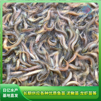 產品圖片_廣州市花都區(qū)赤坭日億水產魚苗養(yǎng)殖場