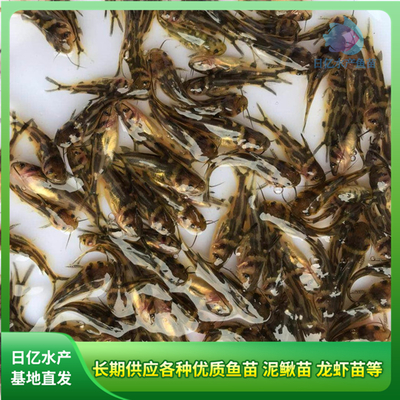 產品圖片_廣州市花都區(qū)赤坭日億水產魚苗養(yǎng)殖場