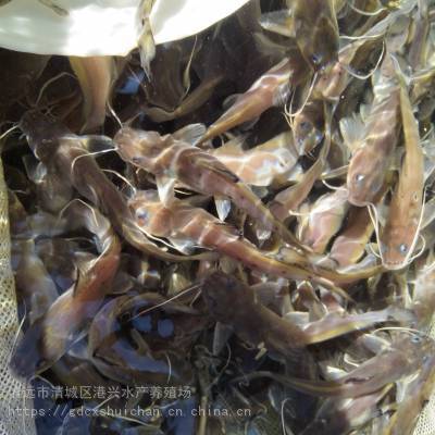 港興( Gang Xing ) 廈門市魚苗養(yǎng)殖場 生態(tài)西江鉗魚 魚苗批發(fā)